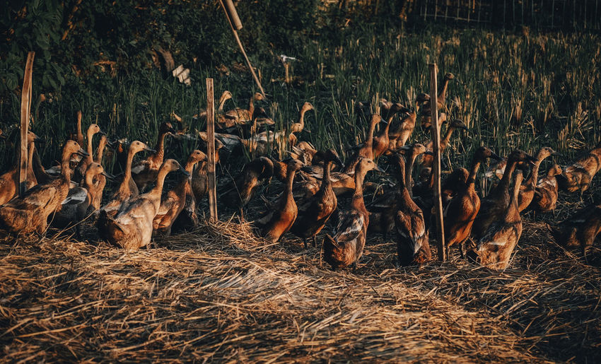 Ducks looking for food in dry fields