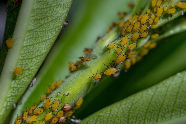 Close-up of aphids on plant