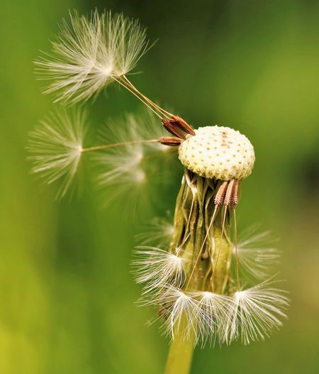 Close-up of wilted dandelion