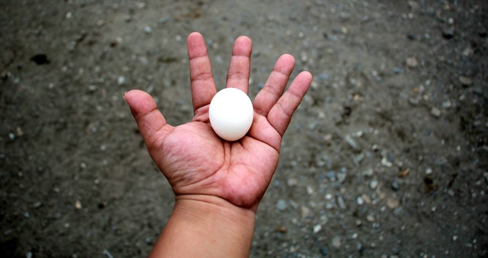Cropped hand of person holding egg