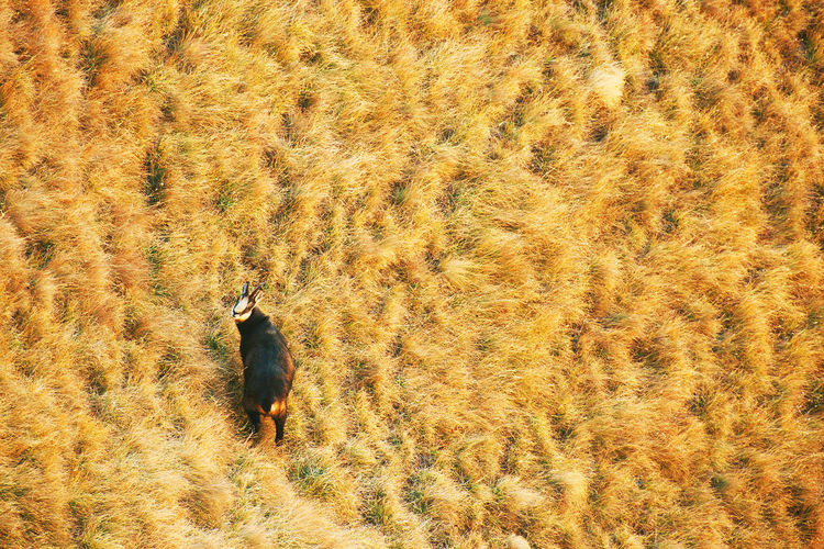 View of animal on field during autumn