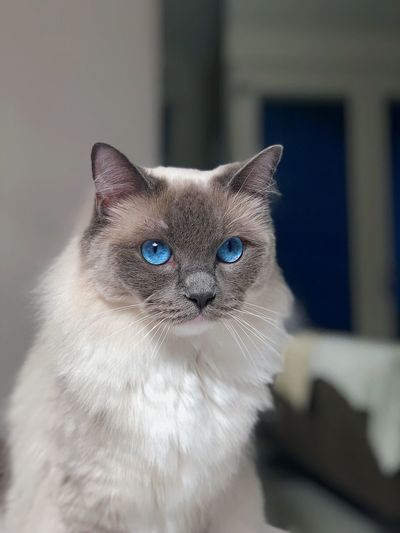 Close-up portrait of cat with blue eyes