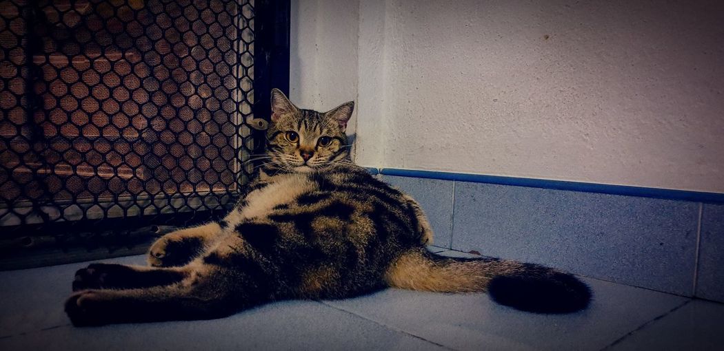 Portrait of a cat resting on tiled floor