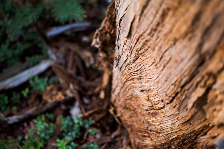 Close-up of tree stump