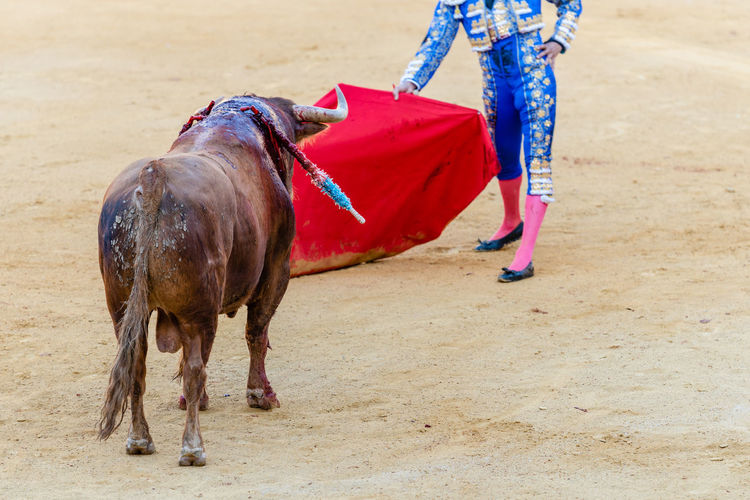 Crop of unrecognizable bullfighter in traditional costume and with red cloak performing with wounded bull on bullring during corrida