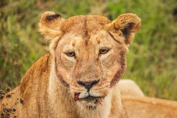 Close-up of lioness