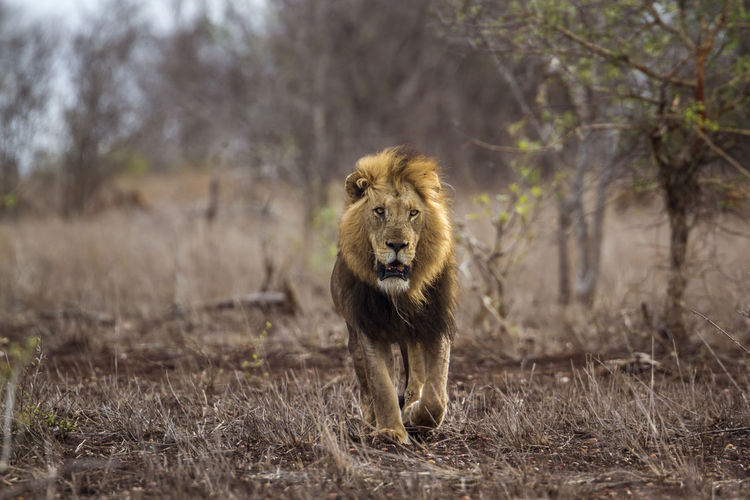 Front view of lion walking in forest