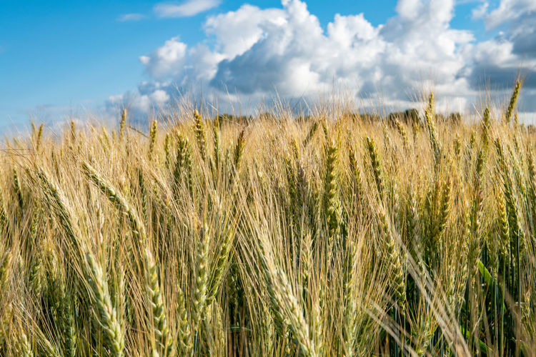Scenic view of wheat field against sky