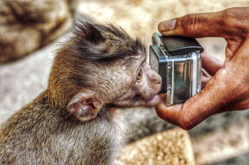Close-up of monkey eating a camera