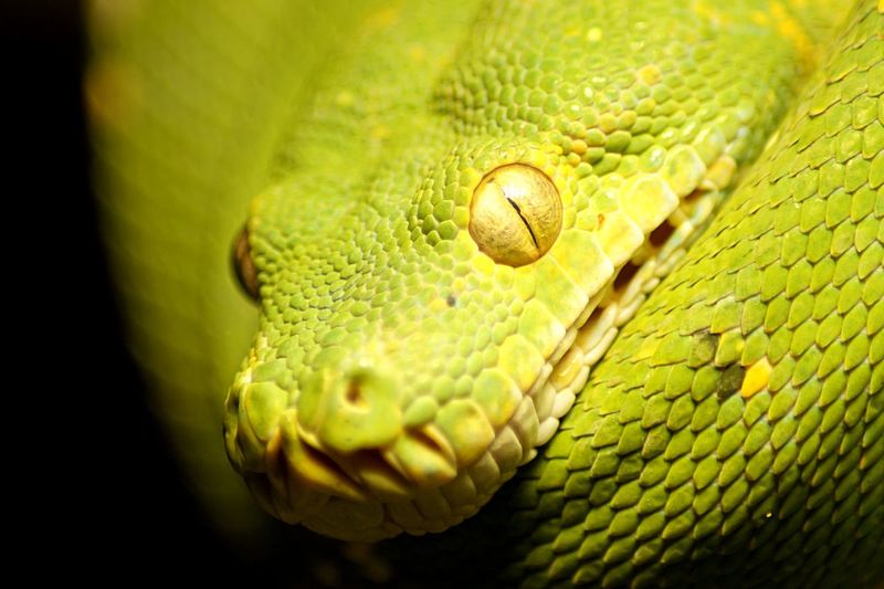Close-up of alert green snake
