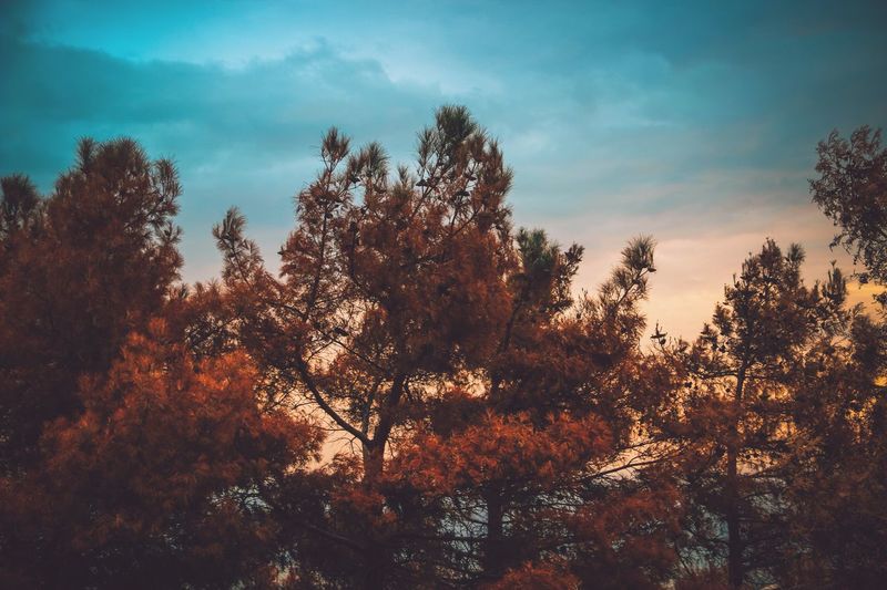 Low angle view of trees against sky