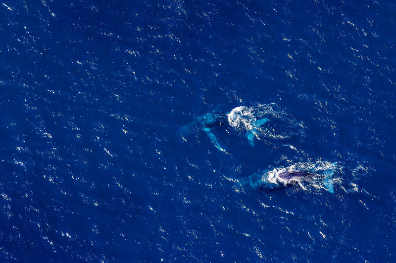High angle view of a pair of whales swimming in the sea