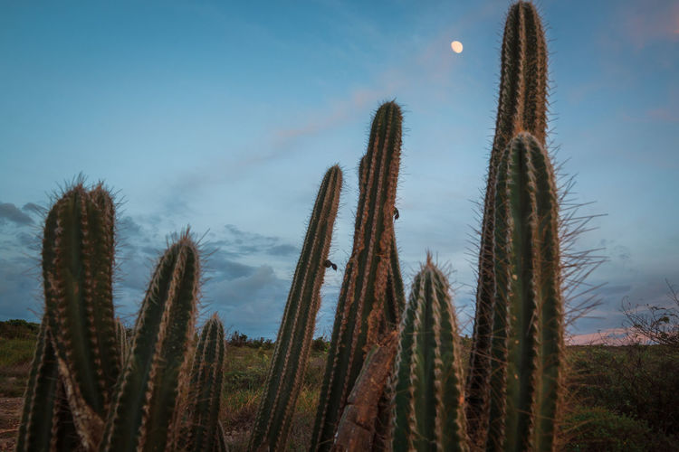 Low angle view of cactus plants on field against sky
