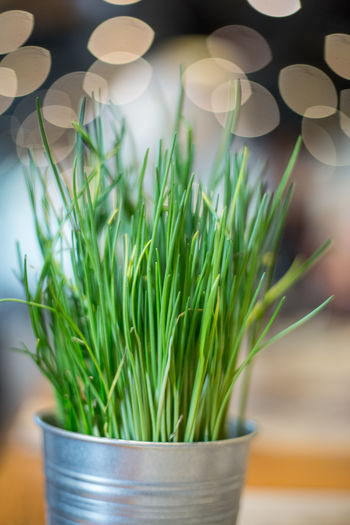 Close-up of potted chives against lens flare