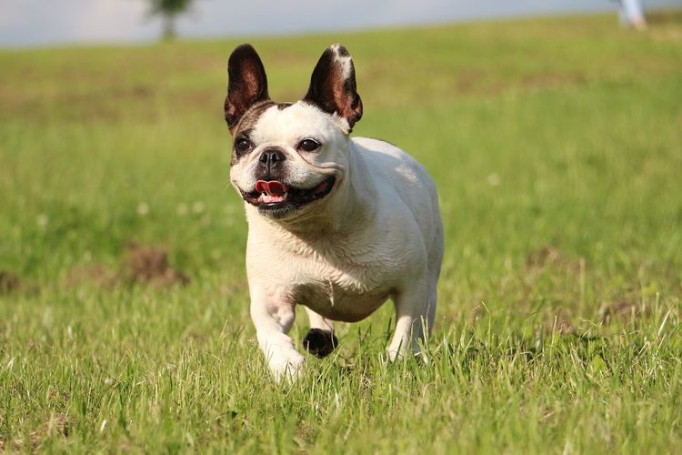 Dog running on grassy field