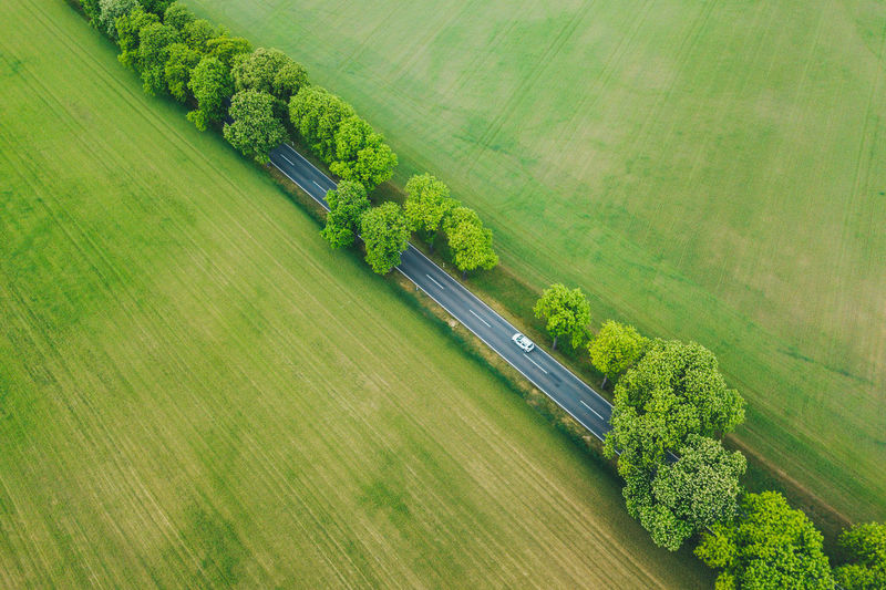 HIGH ANGLE VIEW OF RICE PADDY