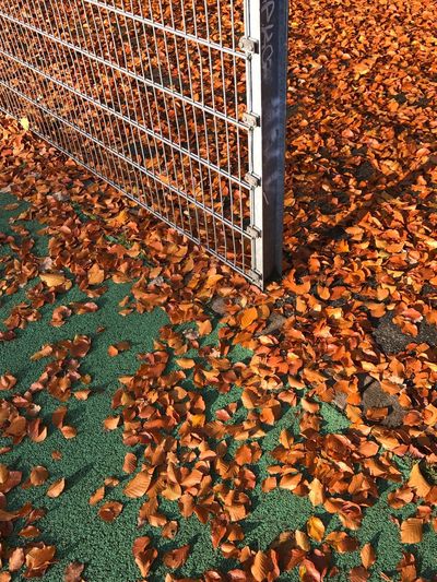 Common beech leaves fallen on playing field during autumn