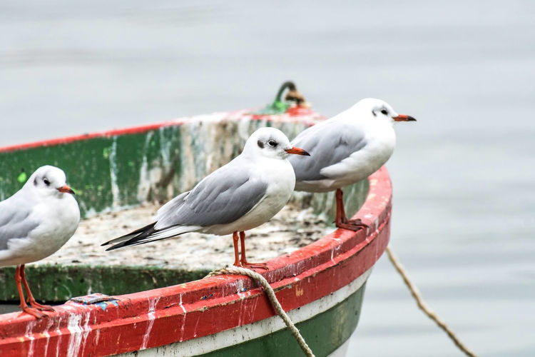Seagulls perching on a boat