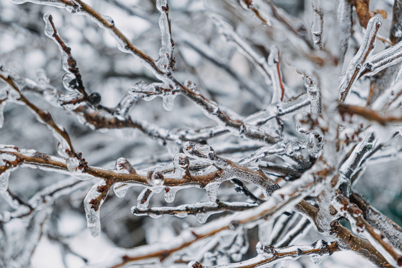 Freezing rain, icing hazards. frozen tree branch in winter city. icy tree branches close-up. icing, 