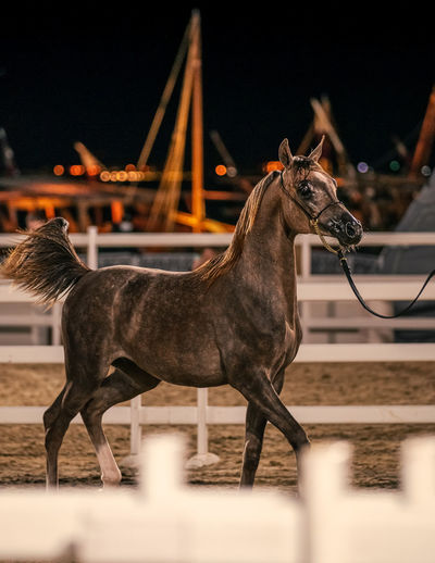 Side view of a horse in ranch
