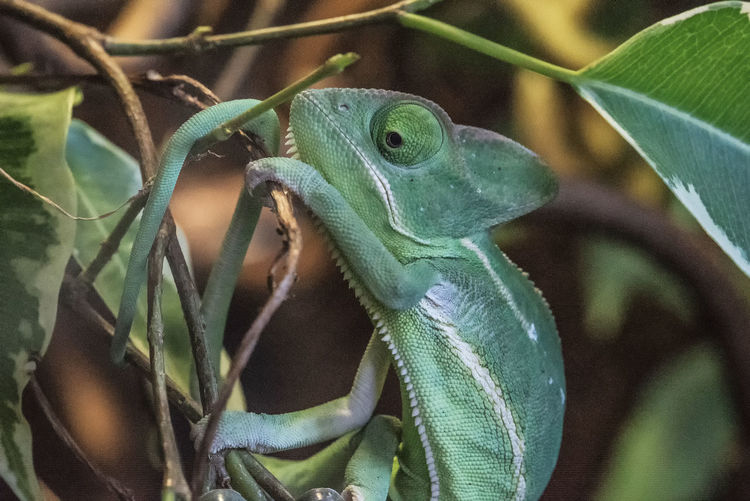 Close-up of chameleon on plant