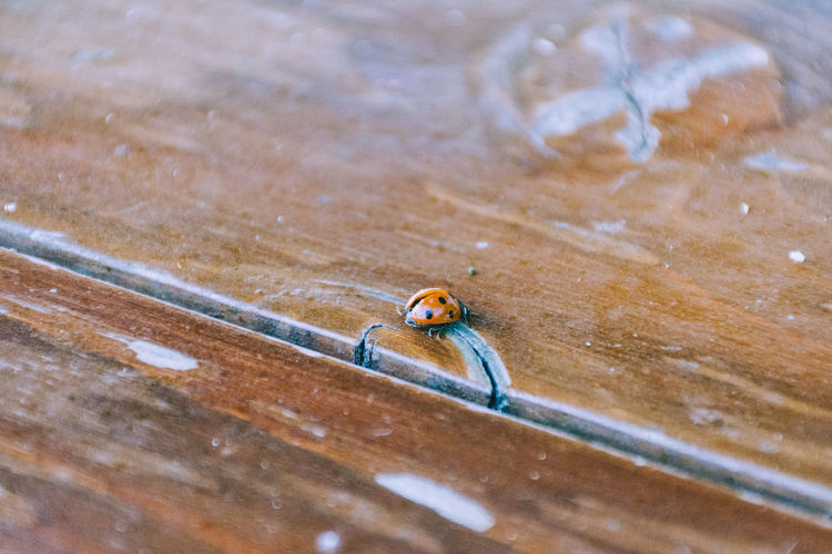 Close-up of ladybug on wooden table