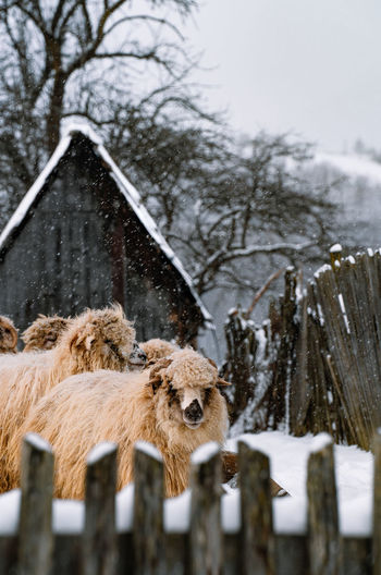 Flock of sheep in the yard in a snowy winter day