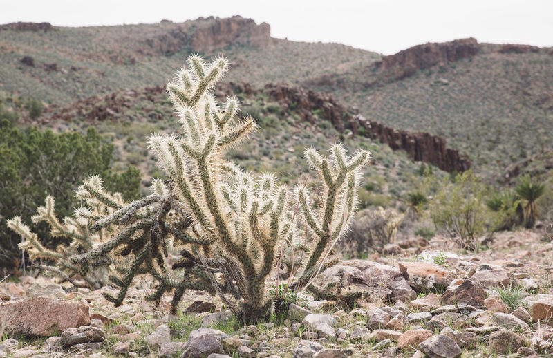 Cactus growing on arid landscape