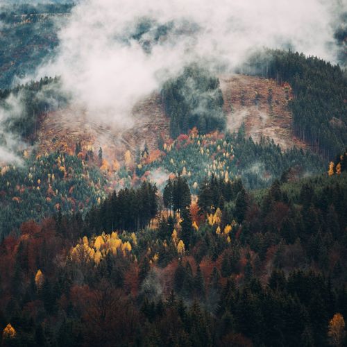 Aerial view of trees in forest during autumn
