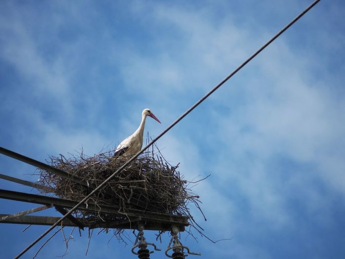 Low angle view of bird perching on tree against sky