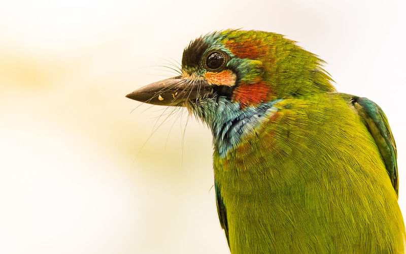 Close-up of blue throated barbet