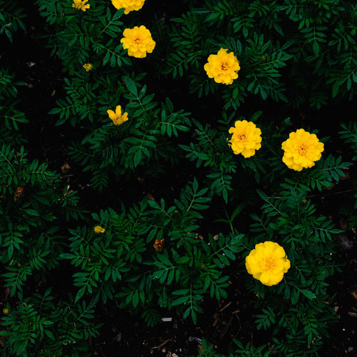 Yellow flowers blooming outdoors