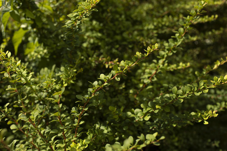 Green bush. thin branches with small leaves. details of nature in park. garden plant.