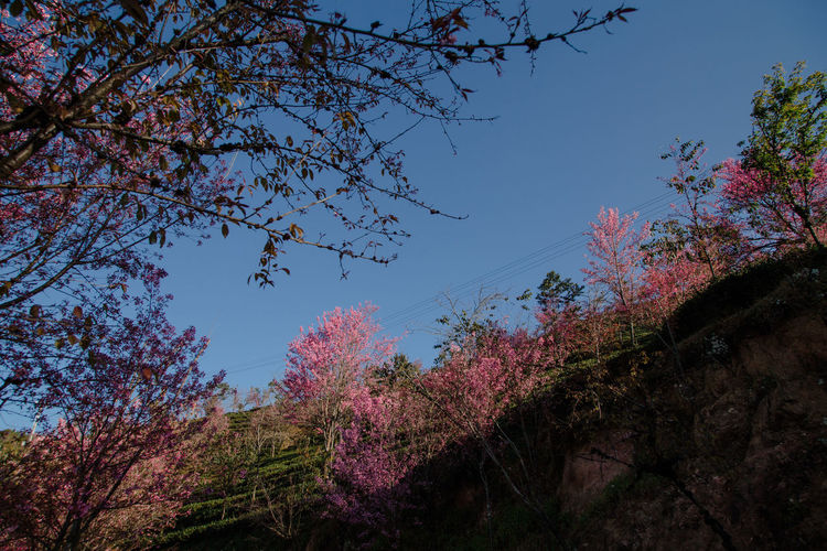 Low angle view of pink flowering tree against sky
