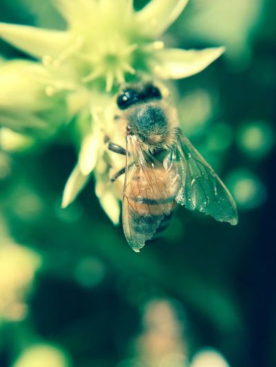 Detail shot of bee on flower