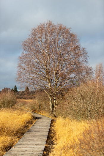 Footpath amidst bare trees on field against sky