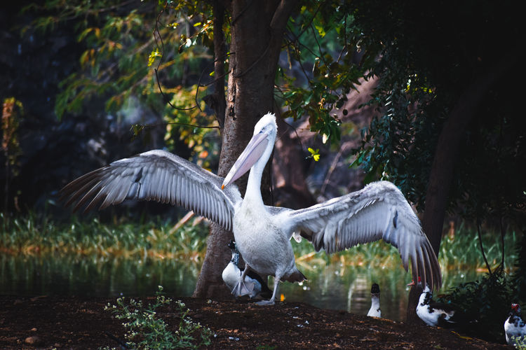 View of pelican bird in the forest spread wings