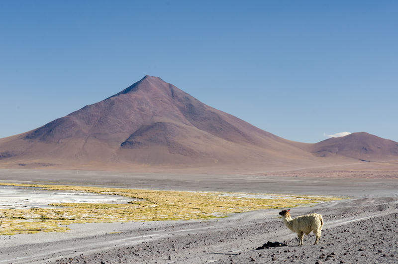 Llama on desert against clear sky