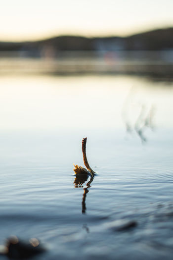 Stick poking through water, golden hour 