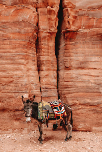 Side view of cute bedouin donkey standing on rough rocky slope in canyon in petra