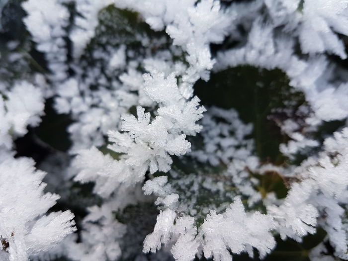 Close-up of snow on tree branch