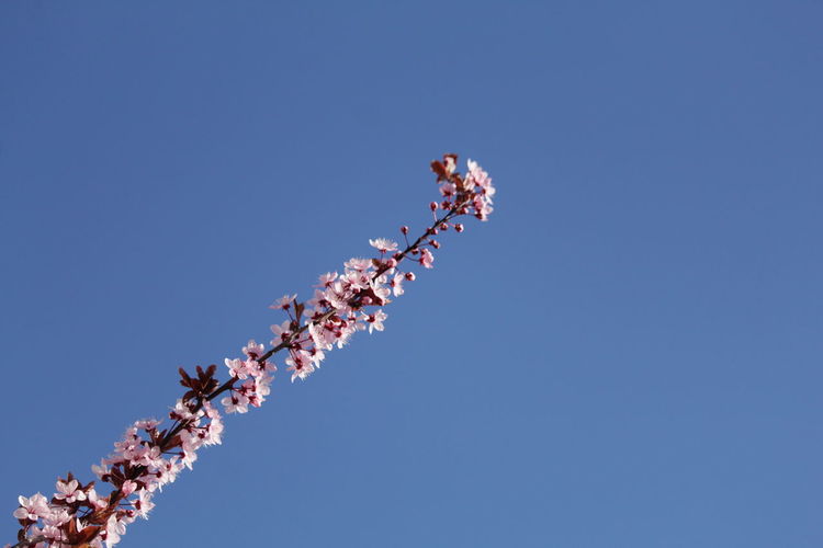 Close up of blooming tree with pink flowers in spring