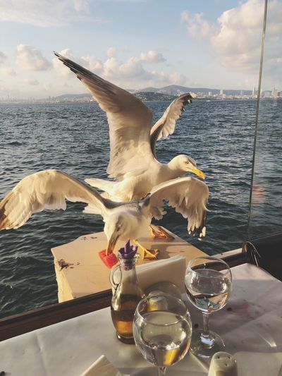 Seagulls by wineglasses on boat in sea