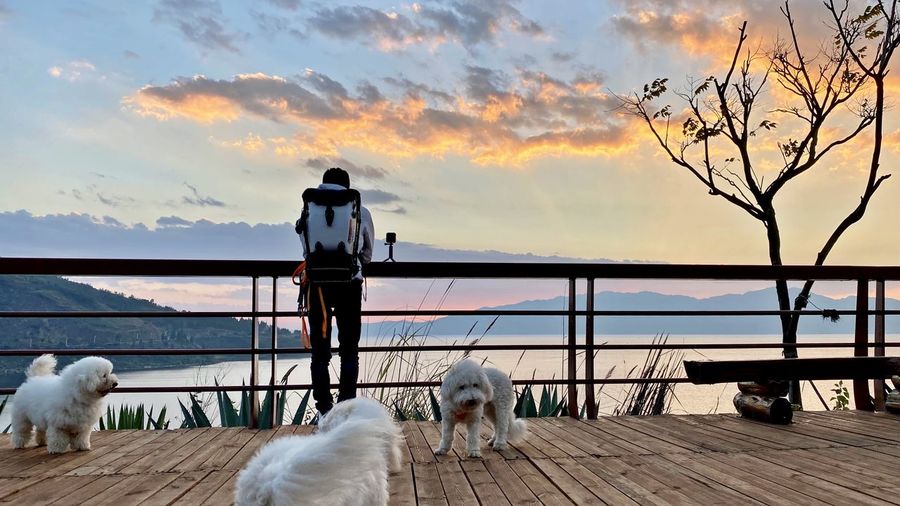 View of dogs on railing against sky during sunset