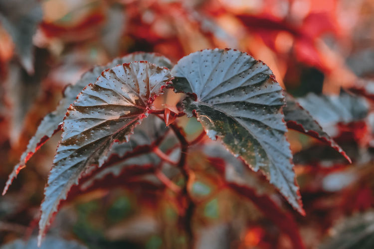 Close-up of red leaves on tree during autumn