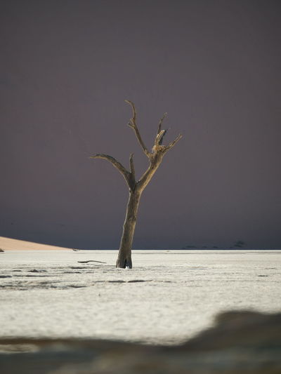 Bare tree at lake