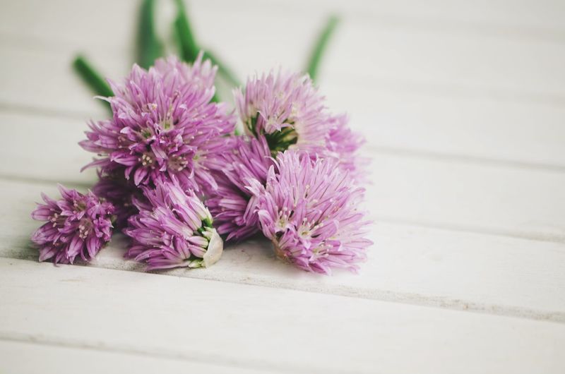 Close-up of purple alliums on table
