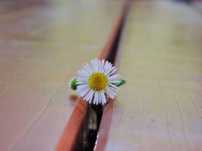 Close-up of white flower on table
