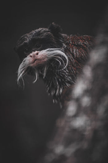Close-up of an animal