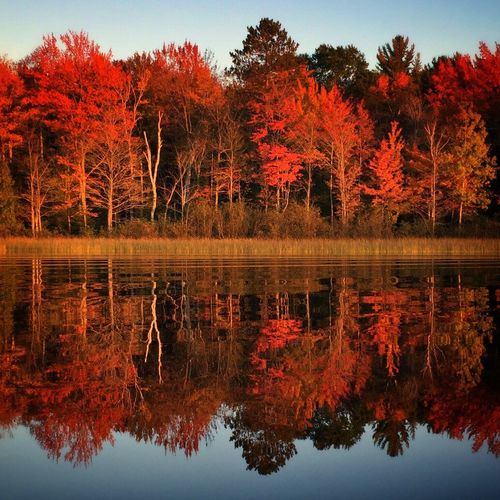 Reflection of autumn trees in calm lake